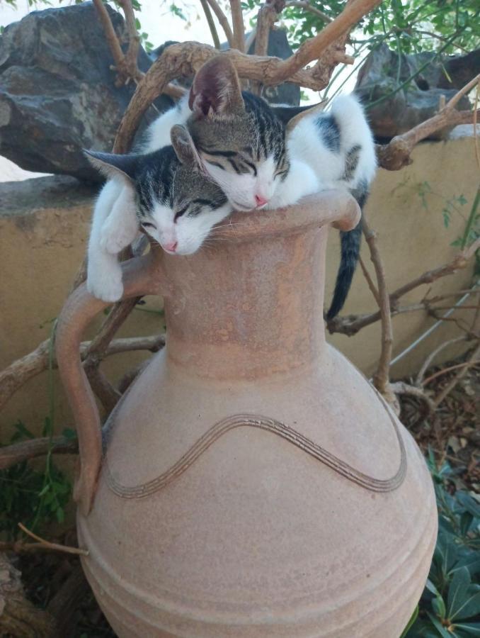 Callista Sea View Or Garden Κίσσαμος Εξωτερικό φωτογραφία