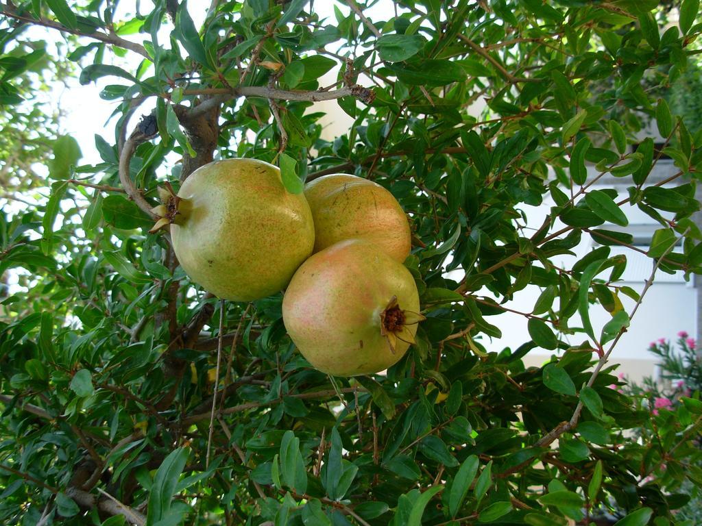 Callista Sea View Or Garden Κίσσαμος Δωμάτιο φωτογραφία